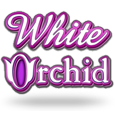 White Orchid by IGT