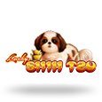 Lucky Shih Tzu