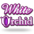 White Orchid